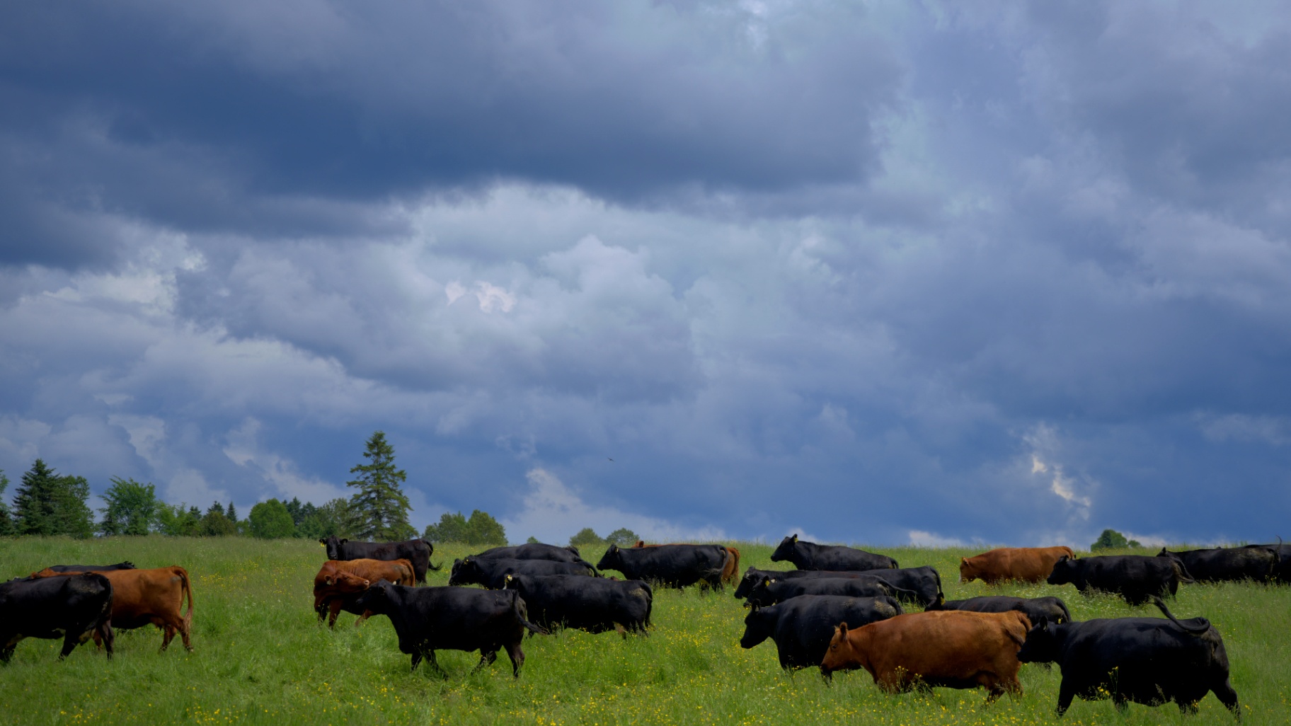 Troupeau au pâturage sous un ciel d'orage en Beauce