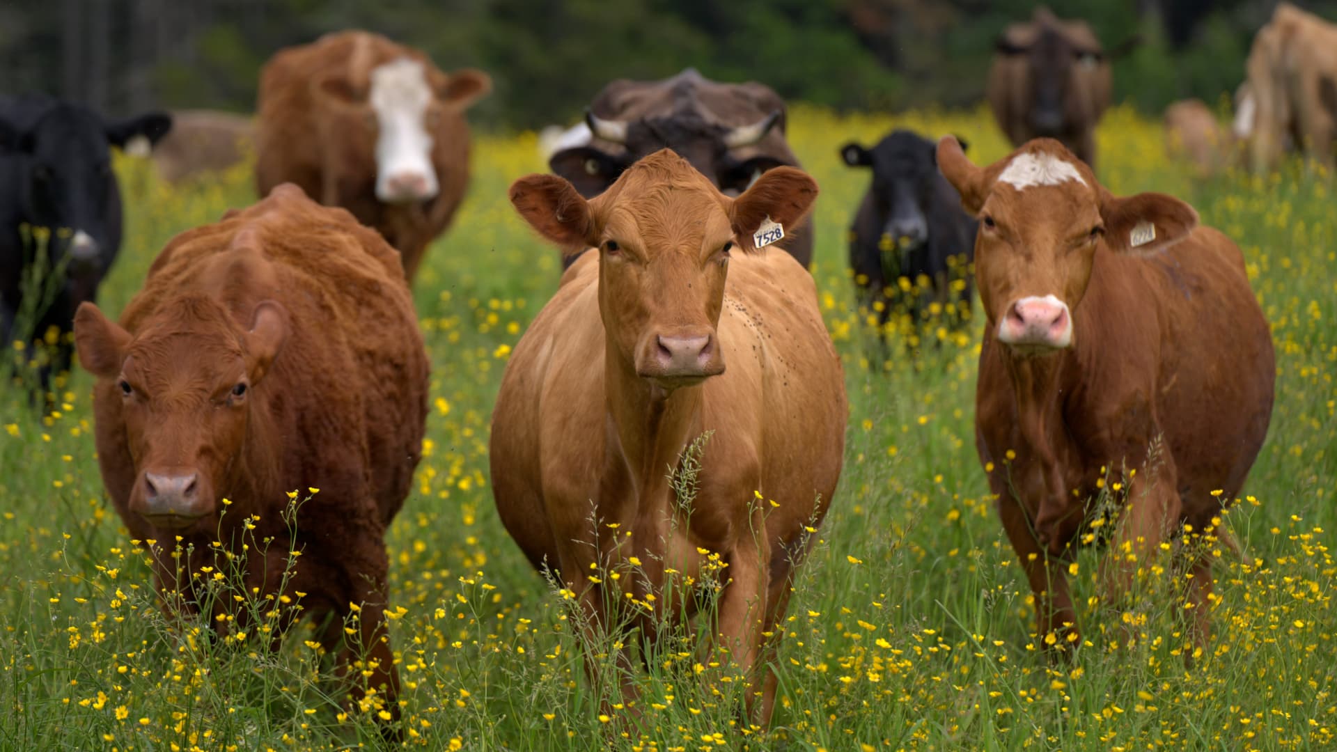 Troupeau de vaches dans un pâturage fleuri