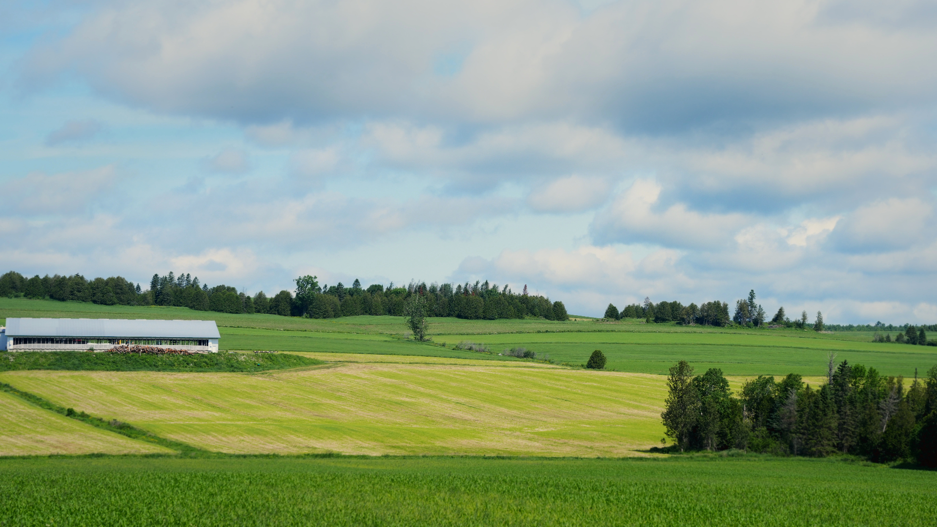 Étable laitière au milieu des champs vallonnés de la Beauce