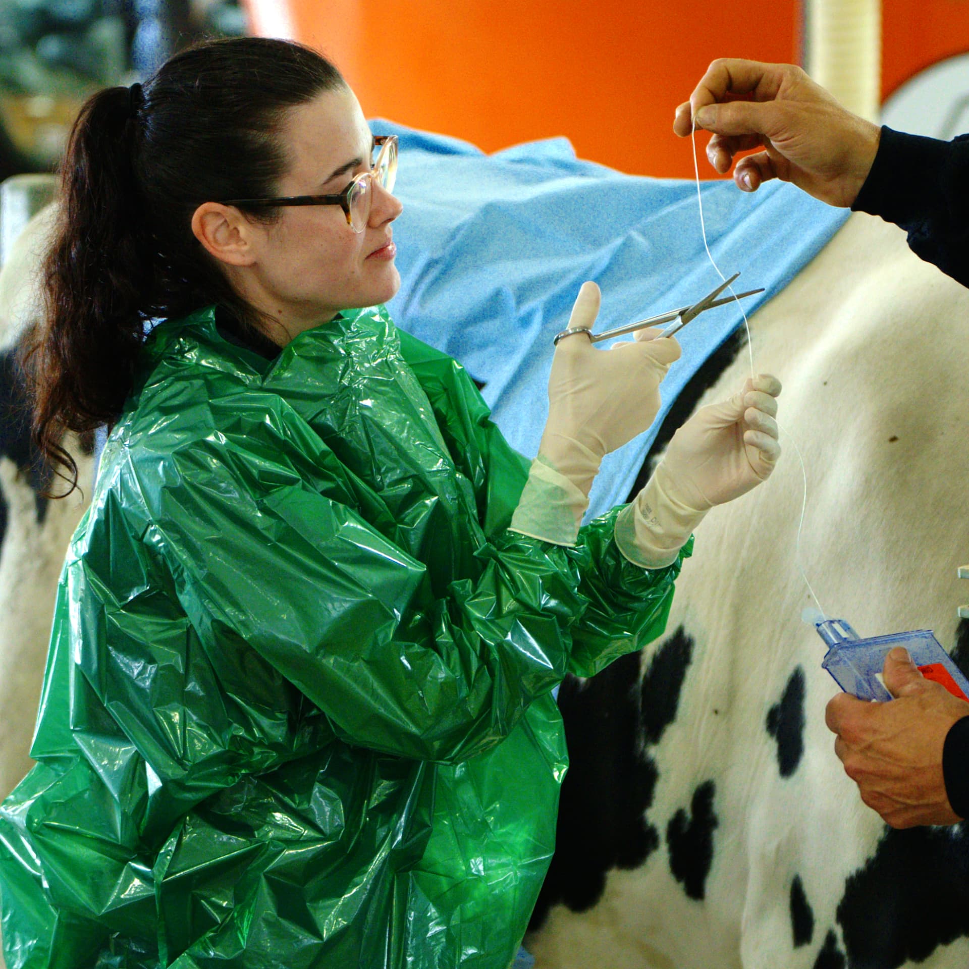 Vétérinaire en intervention chirurgicale sur une vache