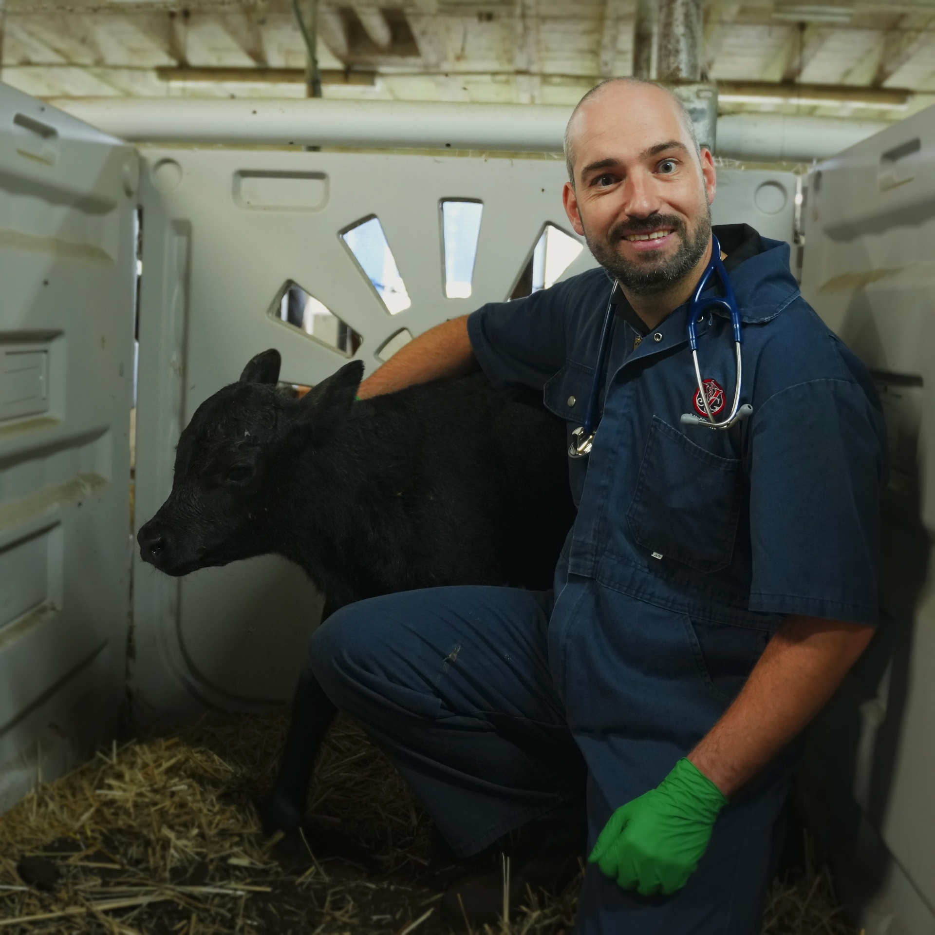 Vétérinaire souriant tenant un jeune veau Angus