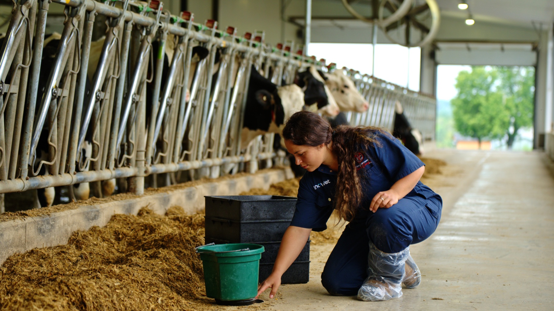 Prélèvement d'échantillons d'ensilage au cornadis